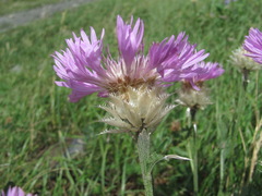 Psephellus caucasicus