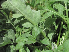 Psephellus caucasicus