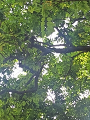 Cassia fistula