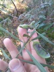 Acacia suaveolens
