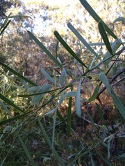 Acacia suaveolens