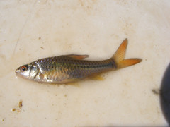 Enteromius radiatus