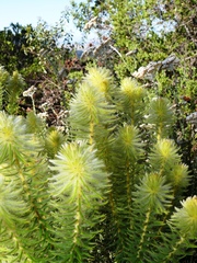 Phylica pubescens pubescens