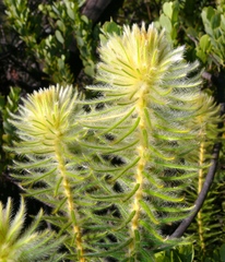 Phylica pubescens pubescens