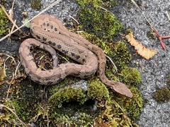 Trimeresurus gracilis
