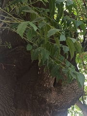 Angiospermae
