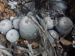 Epithelantha greggii greggii