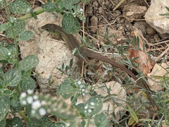 Lacerta trilineata polylepidota