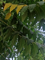 Angiospermae
