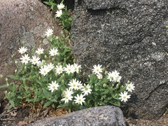 Stellaria eschscholtziana