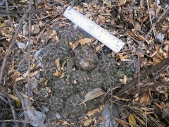 Coryphantha nickelsiae