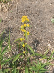 Solidago cuprea