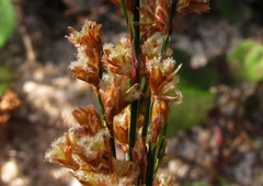 Restio paniculatus