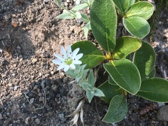 Stellaria eschscholtziana