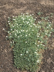 Stellaria eschscholtziana