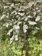 Salix taraikensis