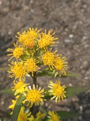 Solidago cuprea