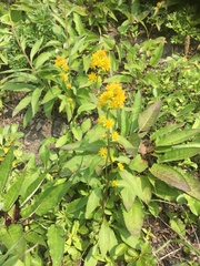 Solidago cuprea