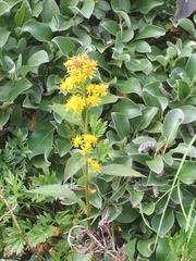 Solidago cuprea