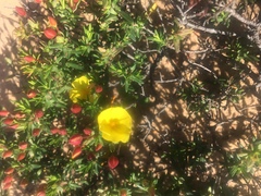 Cistus calycinus
