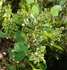 Olea capensis capensis