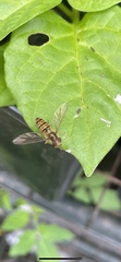 Episyrphus balteatus
