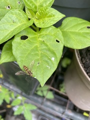Episyrphus balteatus