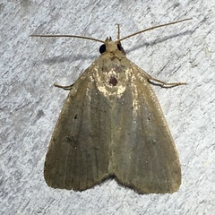 Marimatha nigrofimbria