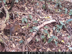 Rhynchocyon cirnei