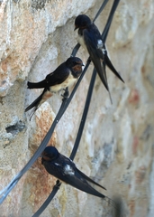 Hirundo rustica rustica