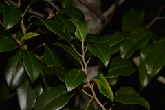 Ficus obliqua