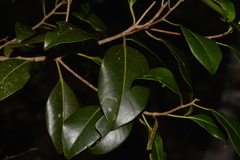 Ficus obliqua