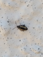 Phyllotreta variipennis