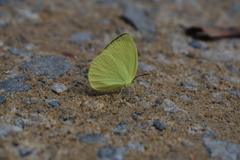 Gandaca harina distanti