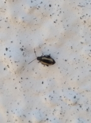 Phyllotreta variipennis