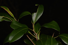 Ficus obliqua