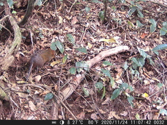 Rhynchocyon cirnei
