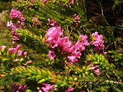 Erica abietina constantiana