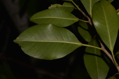 Ficus obliqua