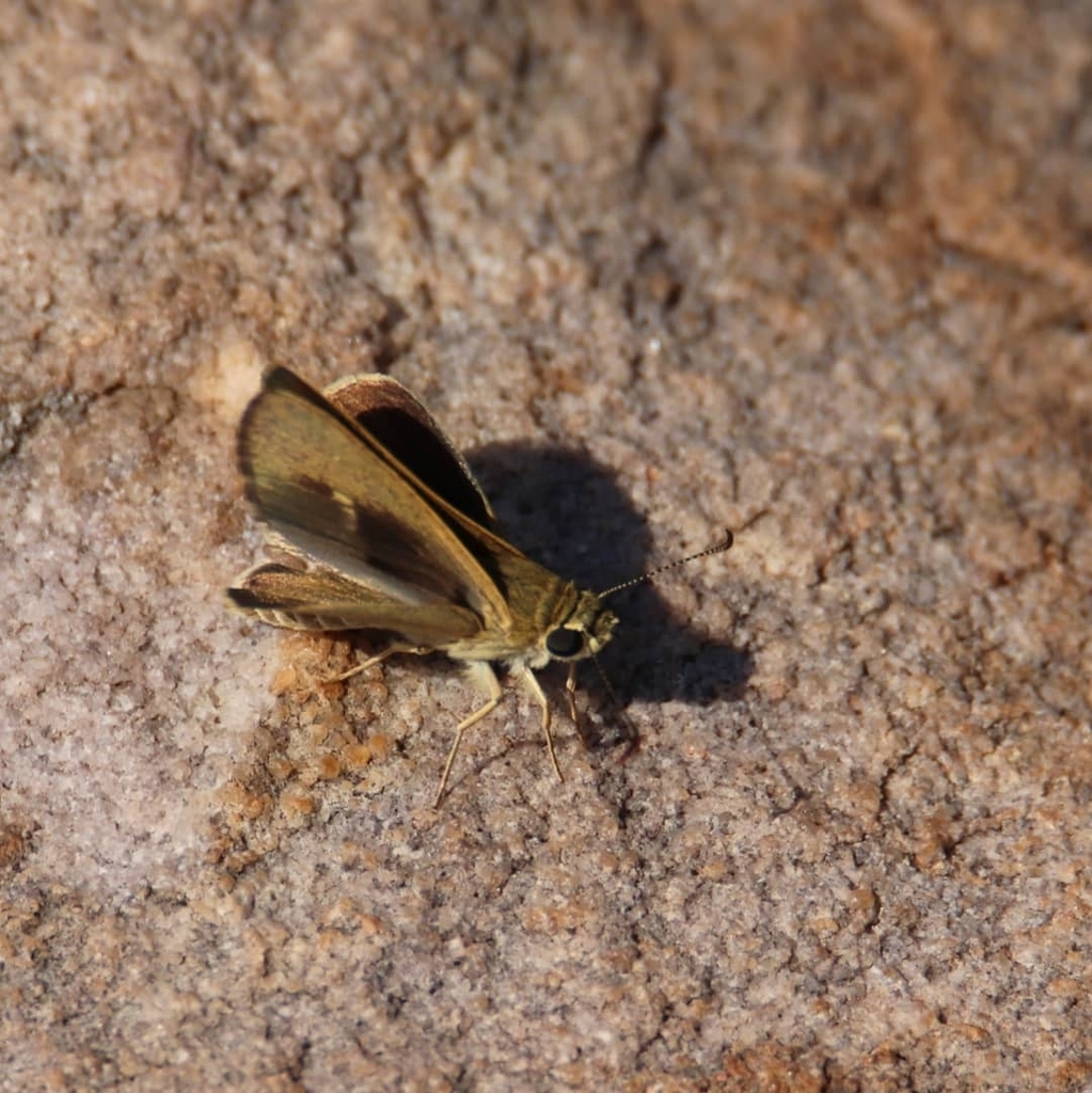 Riverine Sedge-skipper