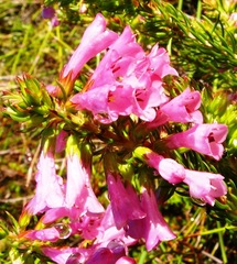 Erica abietina constantiana