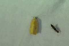 Earias pudicana