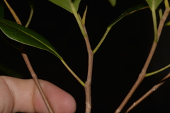 Ficus obliqua