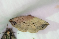 Blasticorhinus hoenei