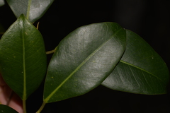 Ficus obliqua