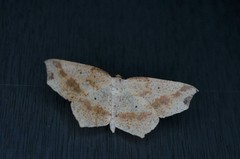 Pareclipsis gracilis