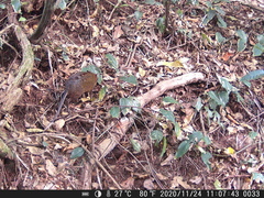 Rhynchocyon cirnei