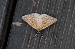 Chariaspilates formosaria