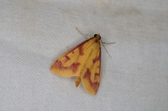 Ostrinia palustralis