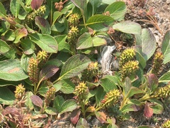 Salix sphenophylla